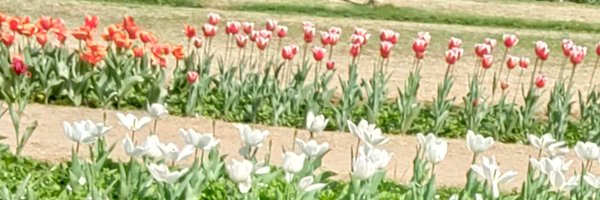 SharmaBrhamdev Profile Banner