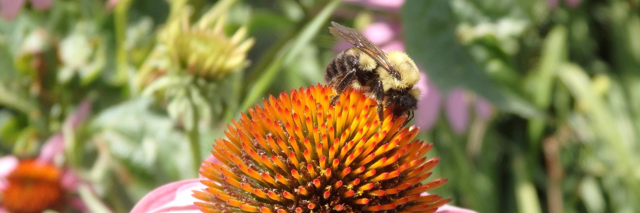 Hennepin County Master Gardeners (HCMGs) banner