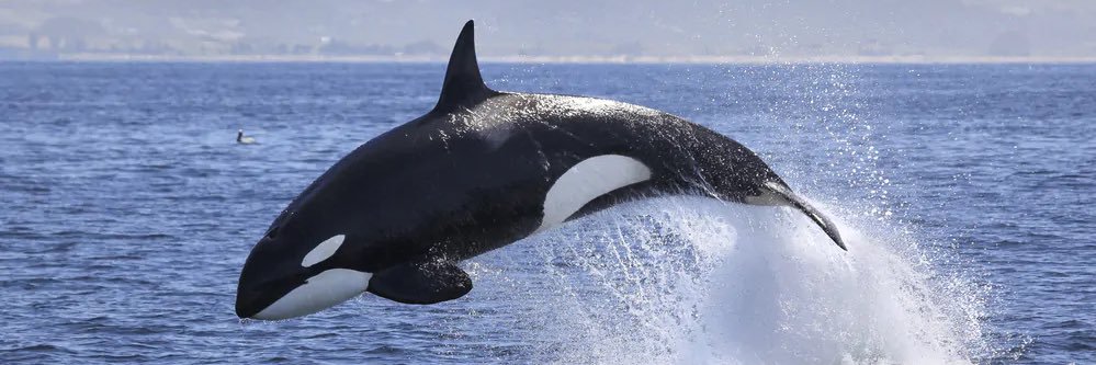 Orca 🐋 banner