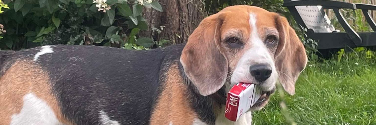 zaza sur mon zizi banner