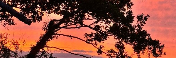 colvks Profile Banner