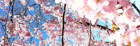 Ş Ü H E D A 🌈 banner