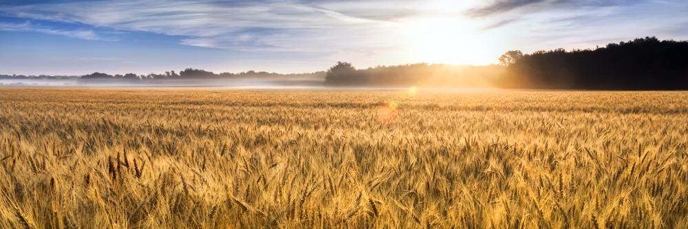 Senator Pat Roberts banner