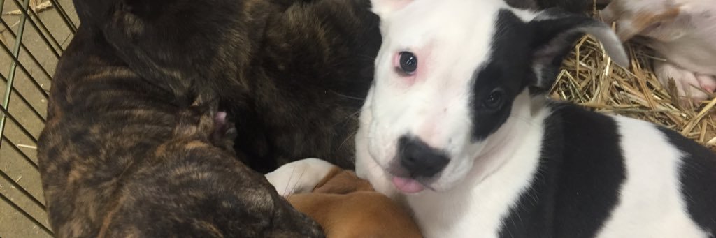 Helping Hands Rescue banner