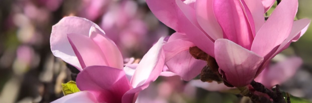 k_capp11's profile banner image