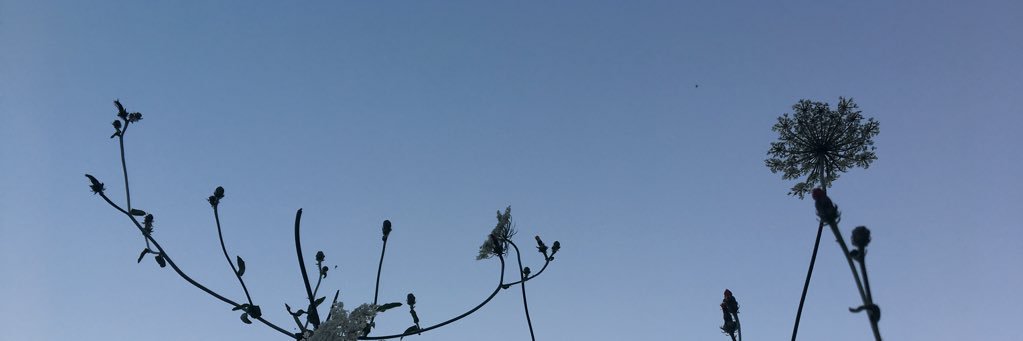 CarolineLoButt's profile banner image