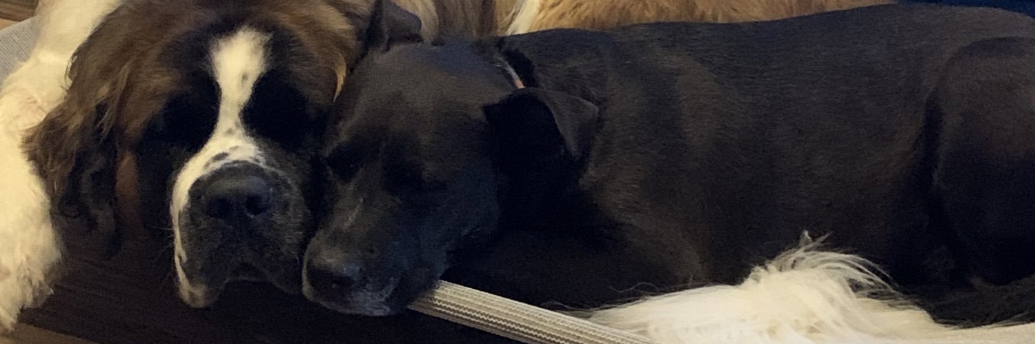 bella3911's profile banner image