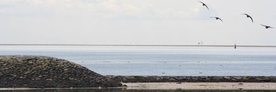 Bureau Basalt banner