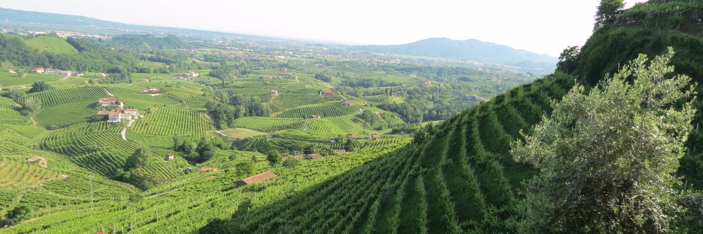 TerreProsecco's profile banner image