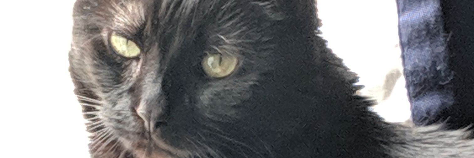 starfeenix's profile banner image