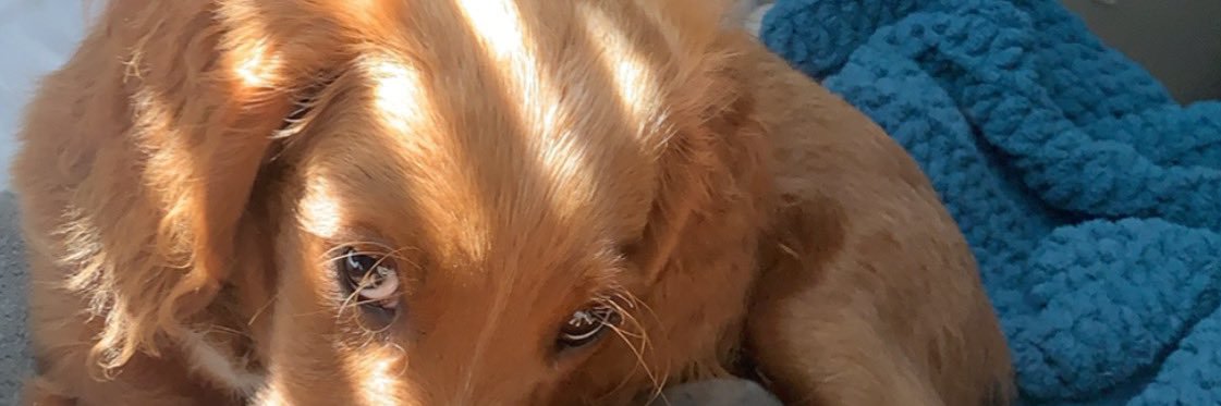 Jaden Shields banner