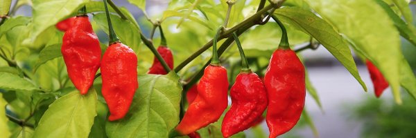 RedNagaSec Profile Banner