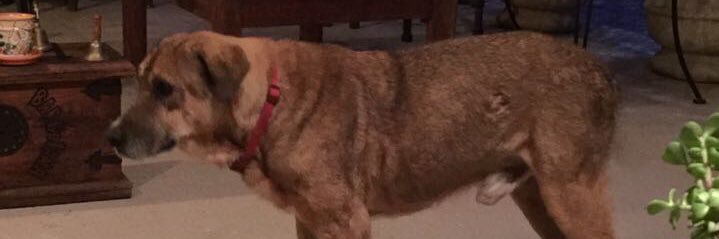 Sir Happy🐶Puppy ™️🇲🇽 banner