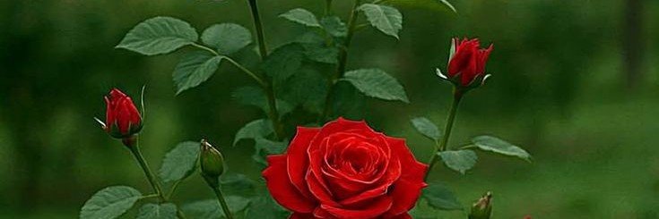 Kalamzeb496's profile banner image