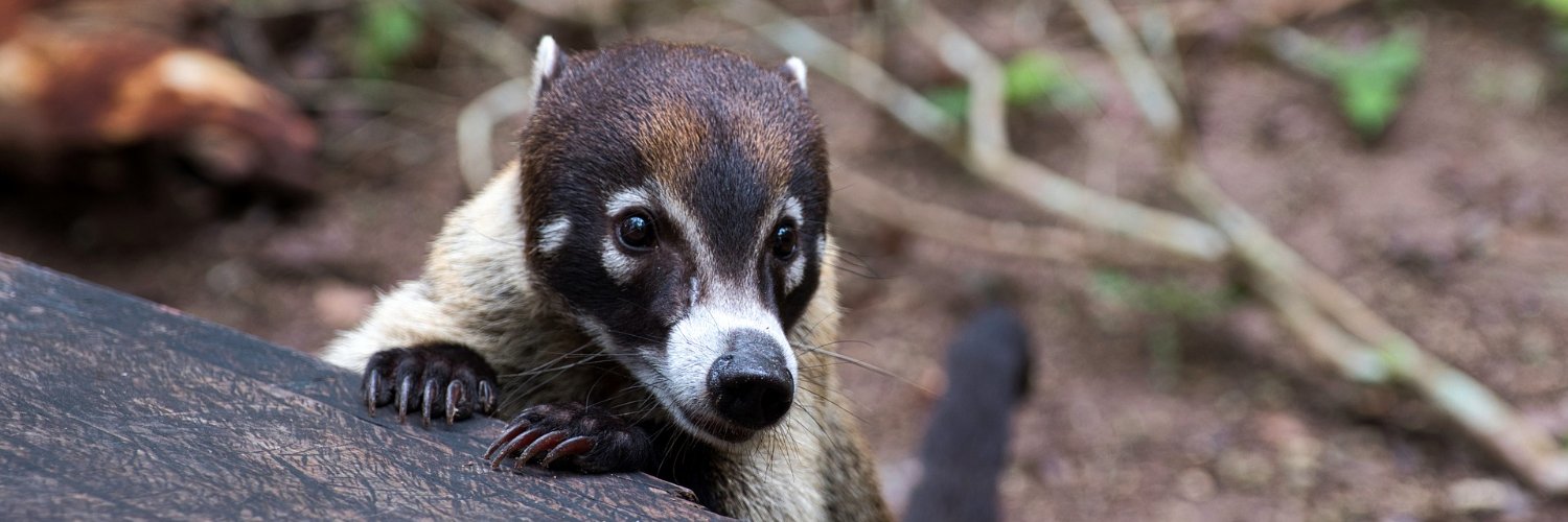 LASA Central America banner