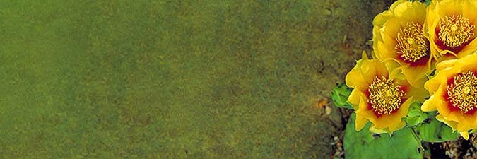 TMmmmmm banner