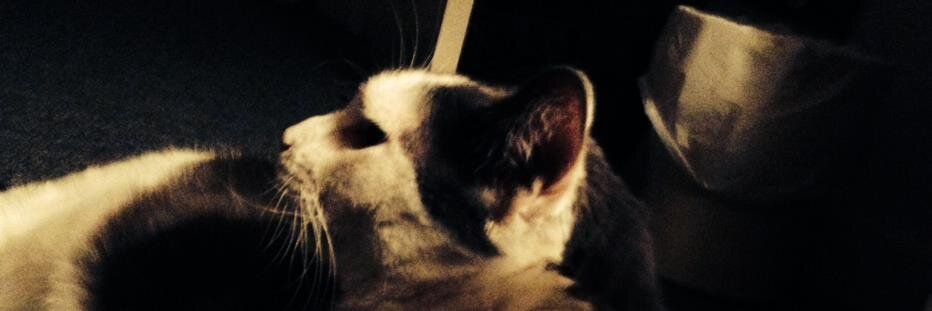 KimLGentry's profile banner image