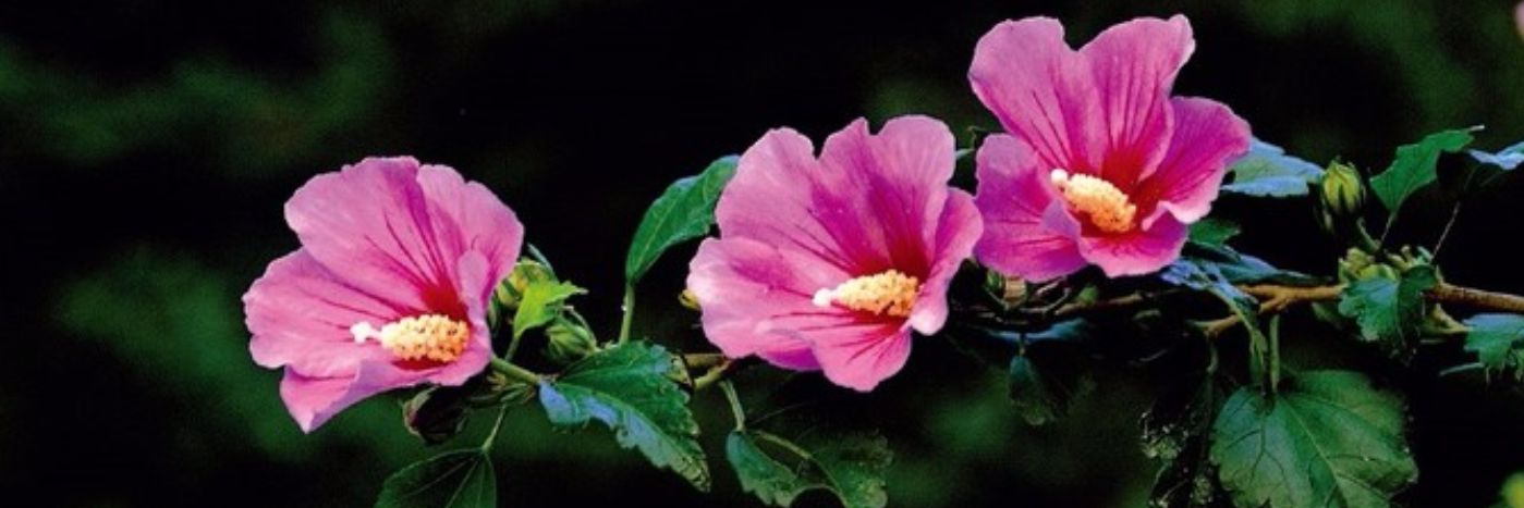 자유인🇰🇷🇺🇲🇯🇵 banner