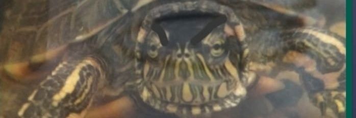 Vektu's profile banner image