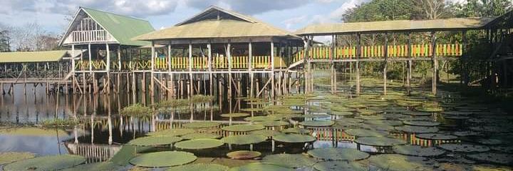 Intromertido. 🇨🇴 🕊 🏞🌿🦎 banner