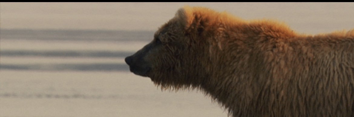 MainStreetsBear's profile banner image