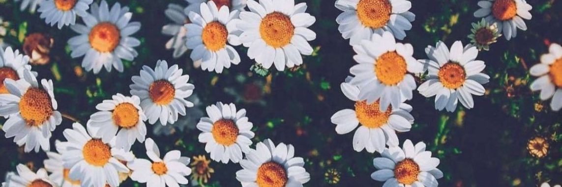 hallieeward's profile banner image
