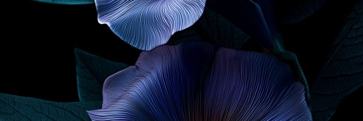 _pqpbella_'s profile banner image