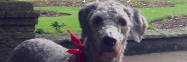 Tracey🟨🟥✊❤️✌️🖐 banner