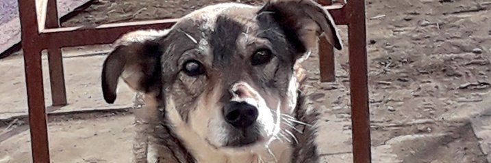 Angela Raluca banner