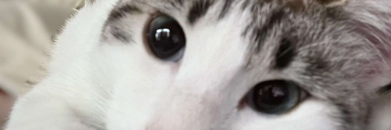 Syoちゃん banner