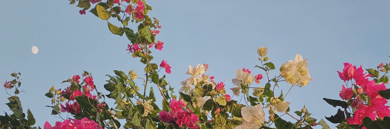 Melissa Pinel Z. banner