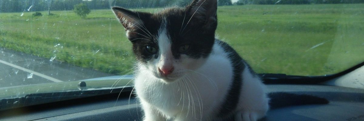 YaBoiMatteeDubbz banner