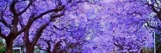 veroseeber's profile banner image
