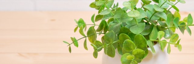 npohopstep's profile banner image