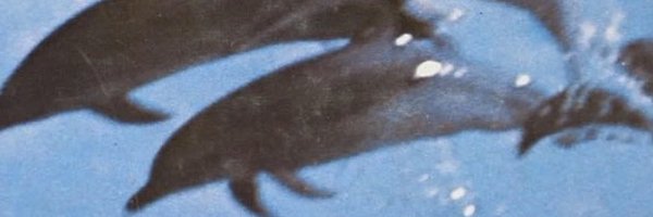 labonitafanny Profile Banner