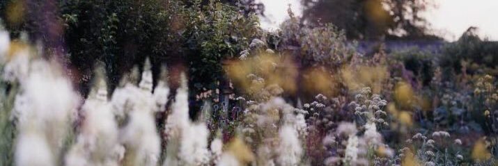 FreyaSirrenAM's profile banner image