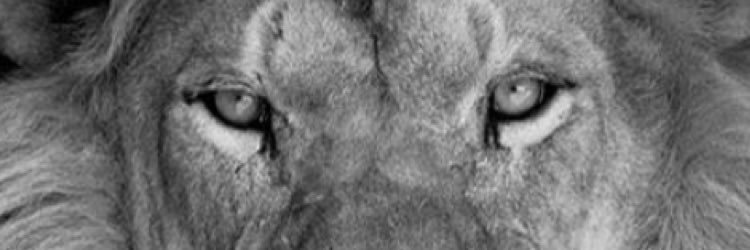Omar King banner