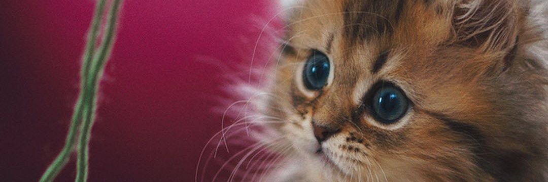 Petsmart 2088 banner
