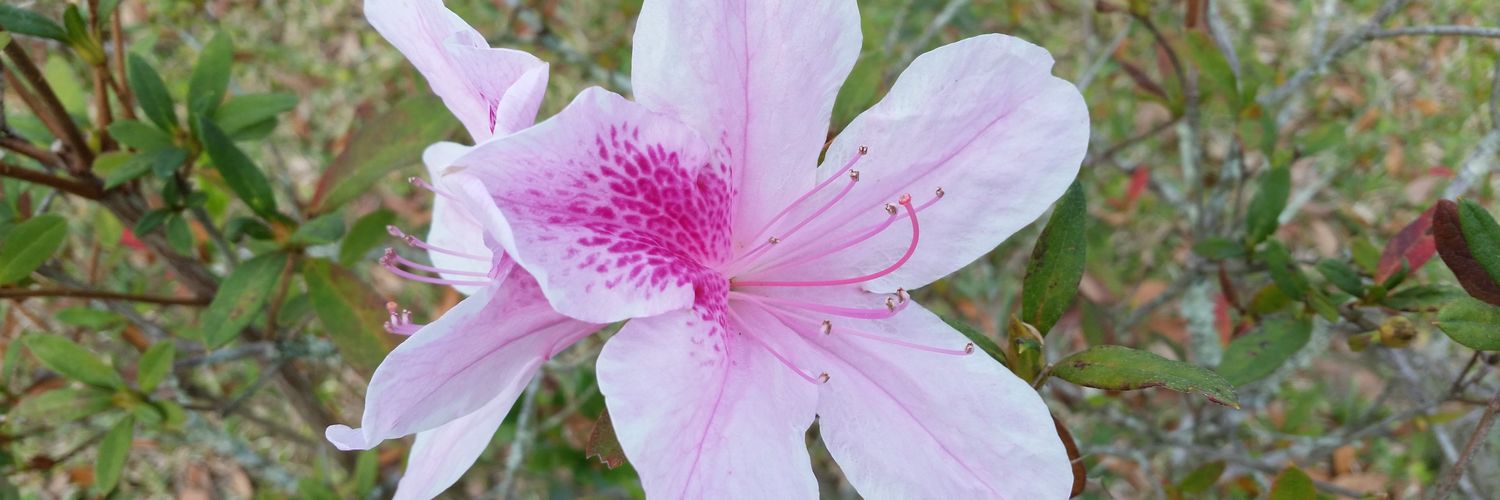 KellyEverhard's profile banner image