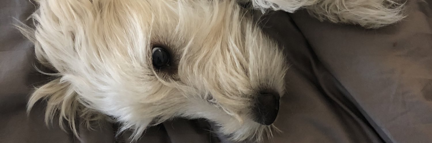 thatlashguy's profile banner image