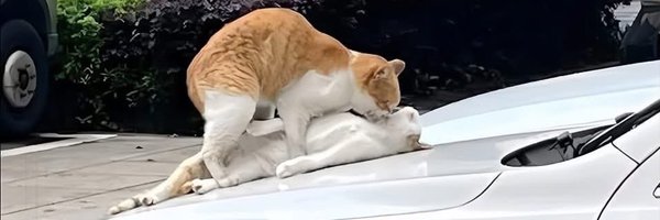 siiamek Profile Banner