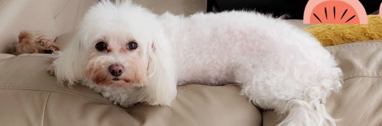 Keeping up with Sofi ‎✵ banner