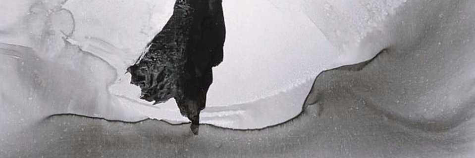 Gio banner