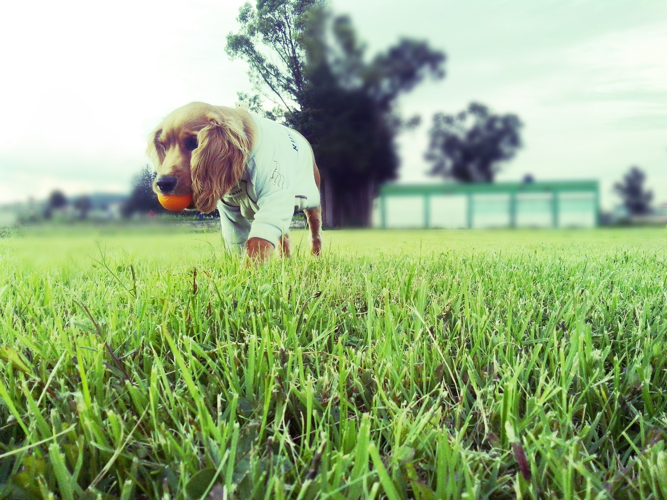 MelGibsonMV's profile banner image