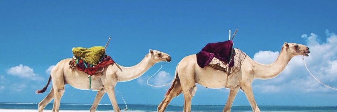 شمالي🐪🇸🇦 banner