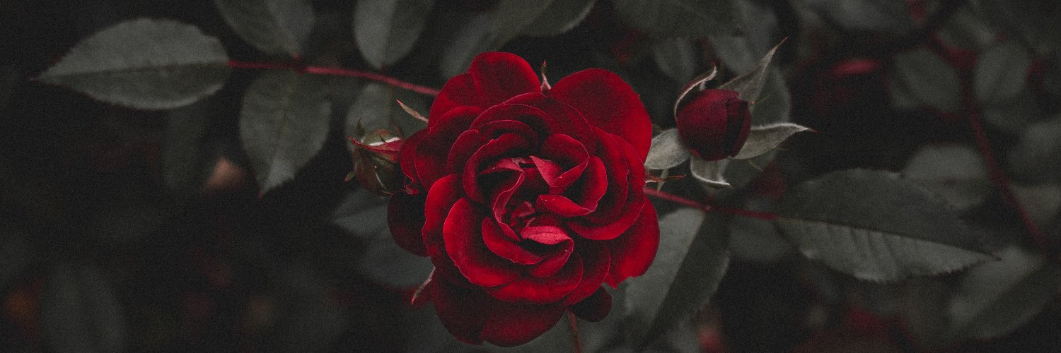IdellaBreen's profile banner image