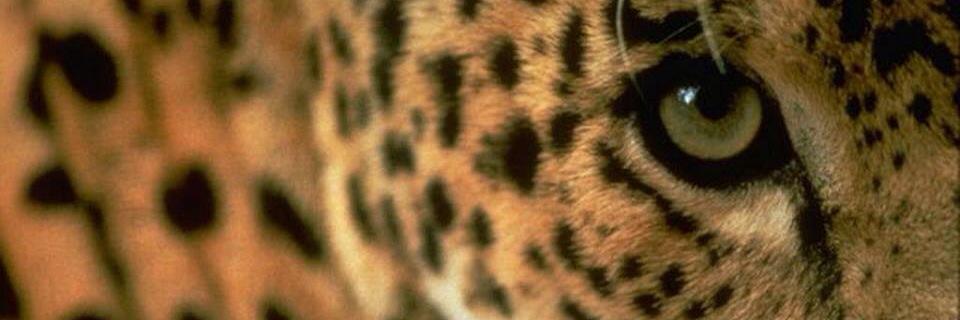 MariBonuti's profile banner image