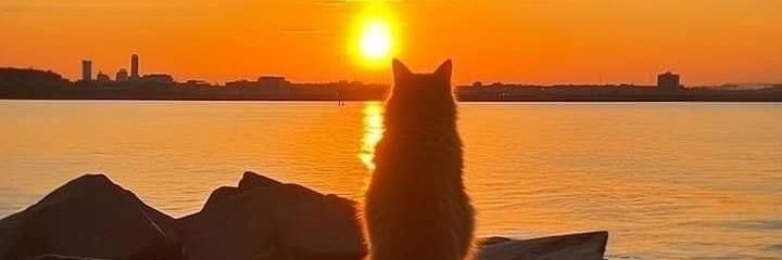 vitrinf's profile banner image