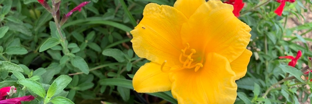 Mary Alice Carnes banner