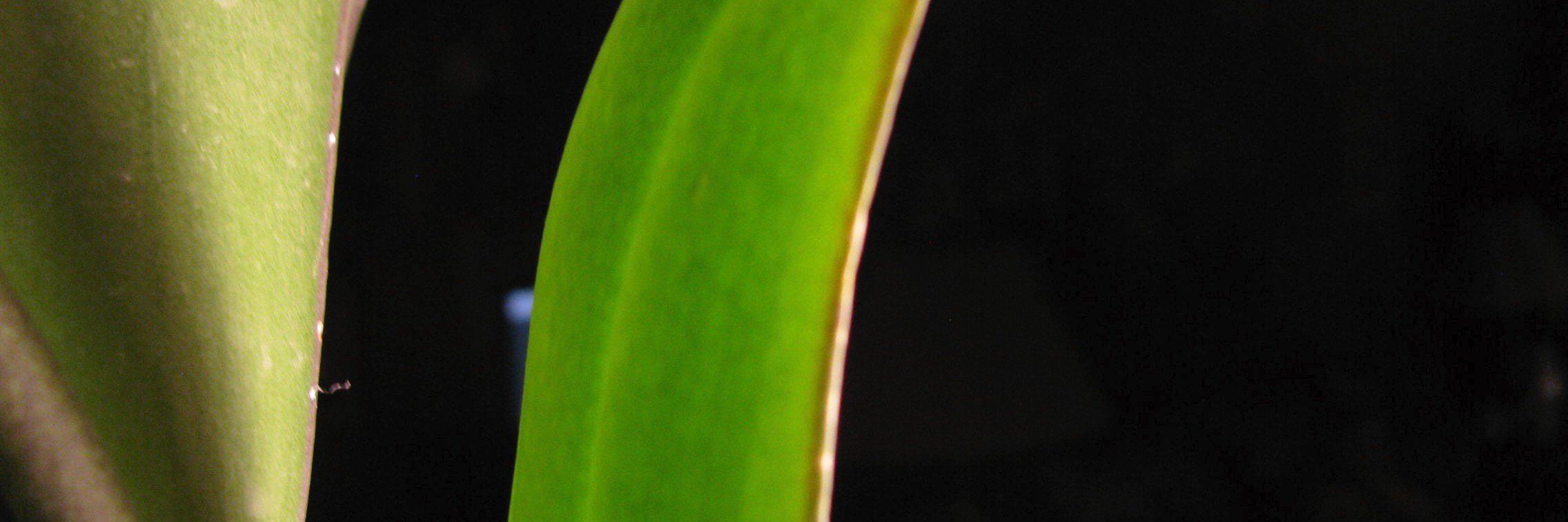 Michelle Dang banner